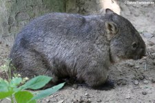 Nacktnasenwombat (Vombatus ursinus hirsutus) im Zoo Duisburg