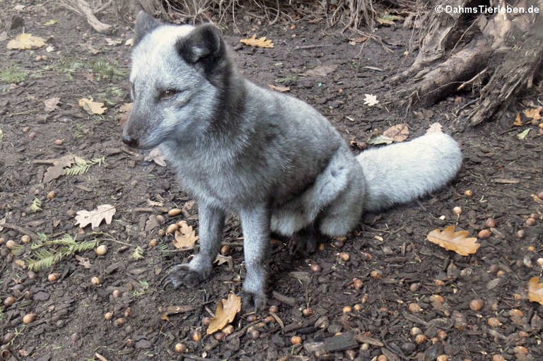 Vulpes lagopus