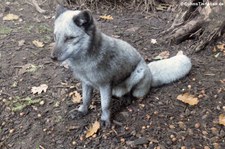 Polarfuchs (Alopex lagopus) im Zoo Duisburg