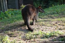 Sumpfwallaby-6