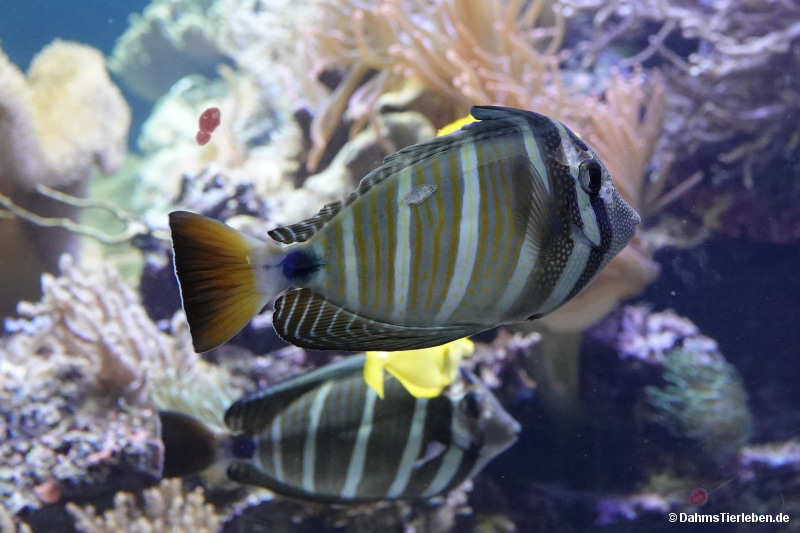 Zebrasoma velifer