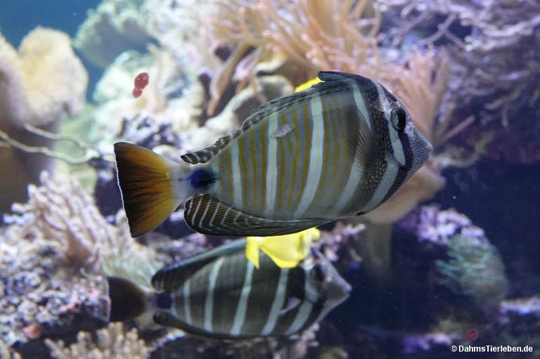 Zebrasoma velifer