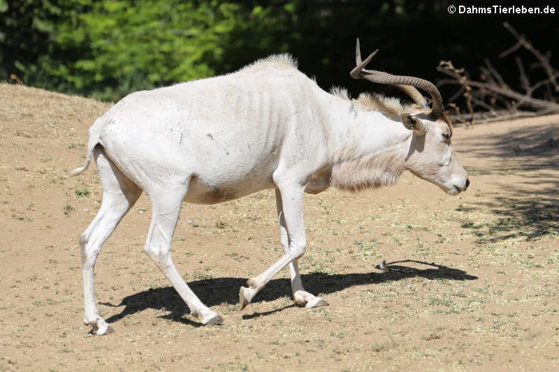 Addax oder Mendesantilope (Addax nasomaculatus)