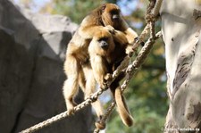 weibliche Schwarze Brüllaffen (Alouatta caraya) im Zoo Frankfurt