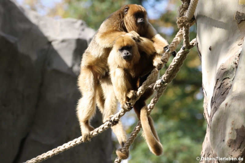 weibliche Schwarze Brüllaffen (Alouatta caraya)