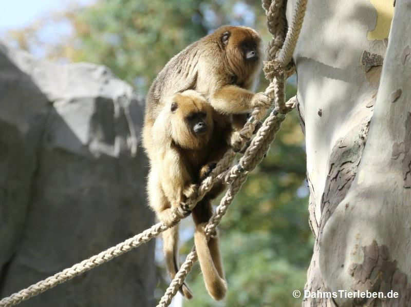 Alouatta caraya