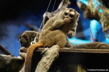 Grauhand-Nachtaffen (Aotus griseimembra) im Zoo Frankfurt