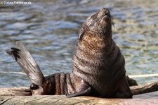 Südafrikanischer Seebär (Arctocephalus pusillus pusillus) im Zoo Frankfurt/Main