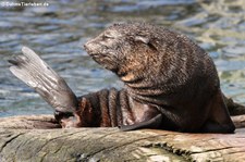 Südafrikanischer Seebär (Arctocephalus pusillus pusillus) im Zoo Frankfurt/Main