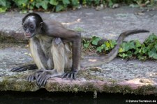 Brauner Goldstirn-Klammeraffe (Ateles hybridus) im Zoo Frankfurt