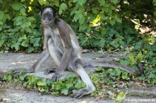 Brauner Goldstirn-Klammeraffe (Ateles hybridus) im Zoo Frankfurt