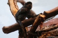 Springtamarin (Callimico goeldii) im Zoo Frankfurt