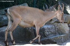 Westkaukasischer Steinbock (Capra caucasica) im Zoo Frankfurt