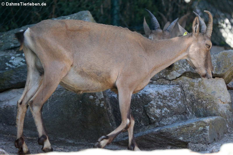 Westkaukasischer Steinbock  (Capra caucasica)