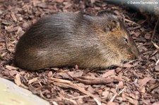 Sumpfmeerschweinchen (Cavia magma) im Zoo Frankfurt