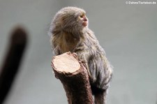 Zwergseidenäffchen (Cebuella pygmaea) im Zoo Frankfurt