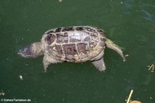 Gewöhnliche Schnappschildkröte (Chelydra serpentina) im Zoo Frankfurt