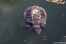 Gewöhnliche Schnappschildkröte (Chelydra serpentina) im Zoo Frankfurt