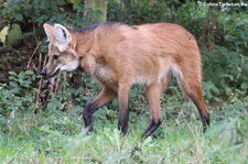 Mähnenwolf (Chrysocyon brachyurus) im Zoo Frankfurt/Main