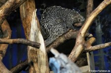 Brasilianischer Greifstachler (Coendou prehensilis) im Zoo Frankfurt