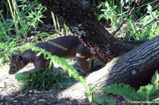 Fossa (Cryptoprocta ferox) im Zoo Frankfurt