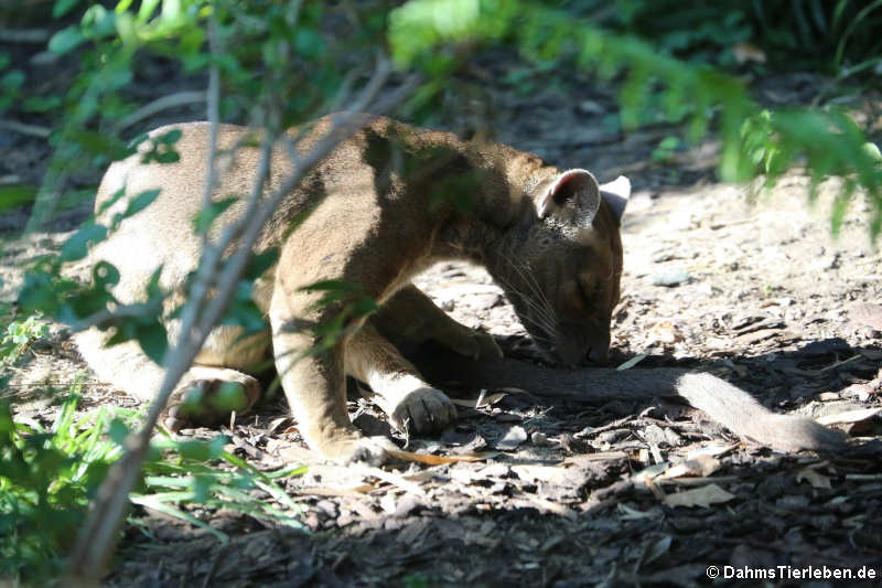 Fossa (Cryptoprocta ferox)