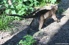 Fossa (Cryptoprocta ferox) im Zoo Frankfurt