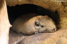 Gundi (Ctenodactylus gundi) im Zoo Frankfurt