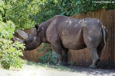 Südzentralafrikanisches Spitzmaulnashorn (Diceros bicornis minor) im Zoo Frankfurt