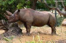 Südzentralafrikanisches Spitzmaulnashorn (Diceros bicornis minor) im Zoo Frankfurt