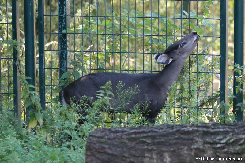 Ostchinesischer Schopfhirsch (Elaphodus cephalophus michianus)