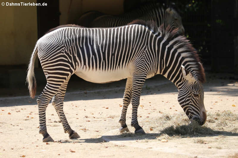 Grevy-Zebra (Equus grevyi)