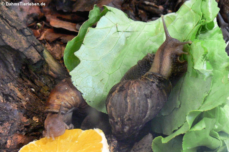 Achatina achatina-2