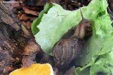 Große Achatschnecken (Achatina achatina) im Frankfurter Zoo