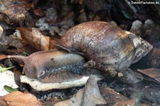 Große Achatschnecke (Achatina achatina) im Frankfurter Zoo