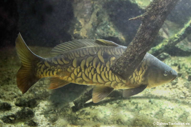 Karpfen (Cyprinus carpio)