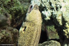 Gelbkopfmuräne (Gymnothorax fimbriatus) im Zoo Frankfurt