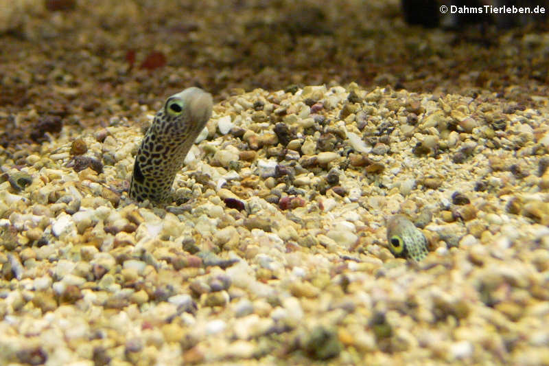 Heteroconger hassi-1