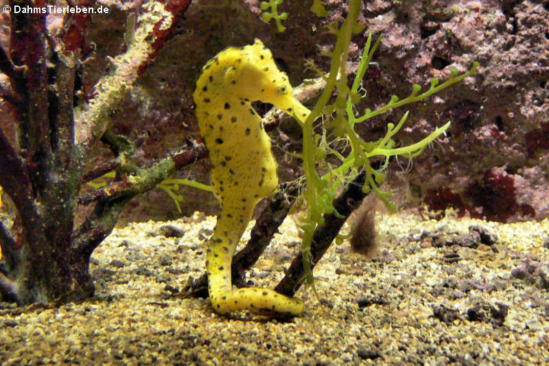 > Gewöhnliches Seepferdchen Hippocampus kuda-1