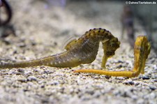 Karibik-Seepferdchen (Hippocampus reidi) im Zoo Frankfurt