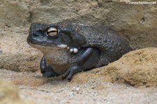 Coloradokröte (Incilius alvarius) im Zoo Frankfurt