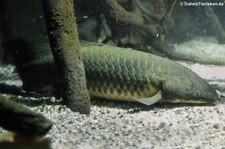 Australischer Lungenfisch (Neoceratodus forsteri) im Zoo Frankfurt