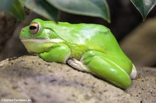 Neuguinea-Riesenlaubfrosch (Nyctimystes infrafrenatus) im Zoo Frankfurt