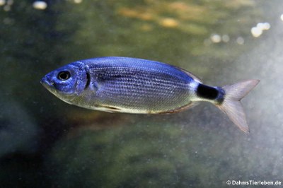 Brandbrasse (Oblada melanura)