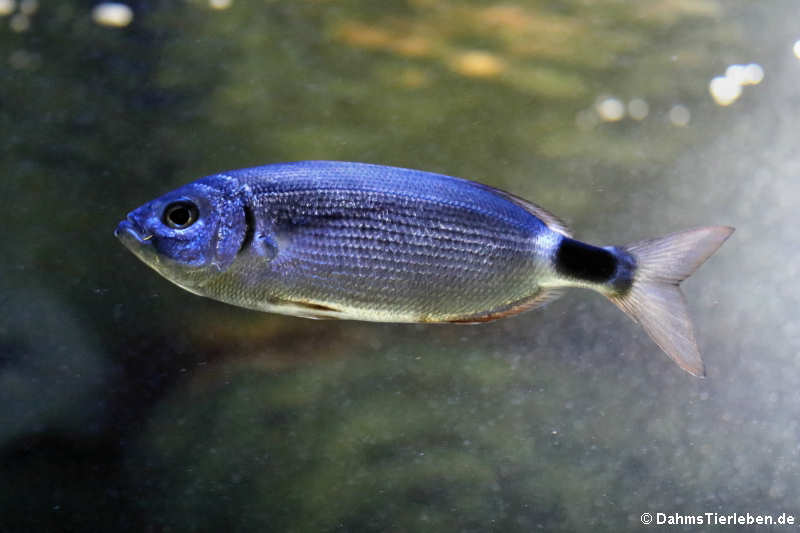 Brandbrasse (Oblada melanura)