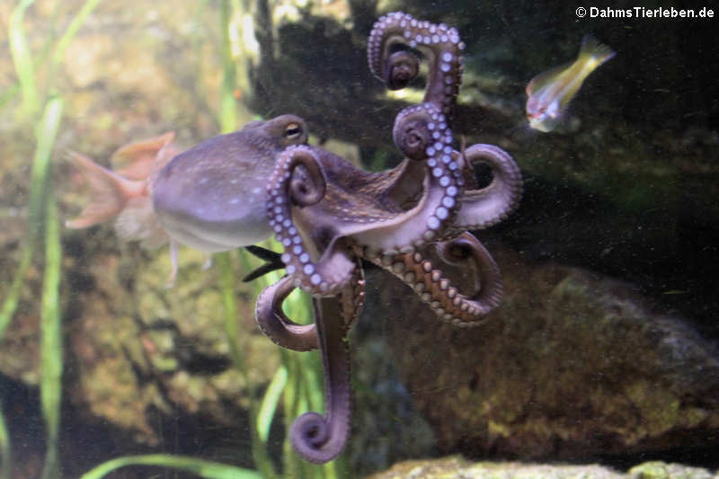 Octopus vulgaris