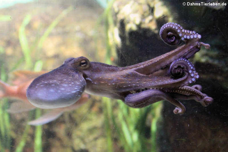 Gewöhnlicher Krake (Octopus vulgaris)