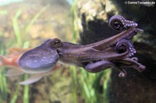Gewöhnlicher Krake (Octopus vulgaris) im Zoo Frankfurt
