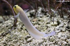 Goldstirn-Kieferfisch (Opistognathus aurifrons) im Zoo Frankfurt