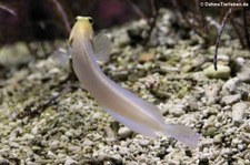 Goldstirn-Kieferfisch (Opistognathus aurifrons) im Zoo Frankfurt